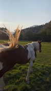 stateofrachel Altpins Profile Picture