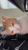 iwong.04 Altpins Profile Picture