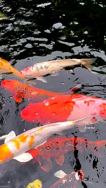 oqr0_ oqr0_ archive video