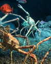 _littlerobin_ Altpins Profile Picture