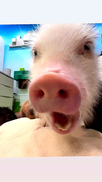 zommmbri zommmbri archive video