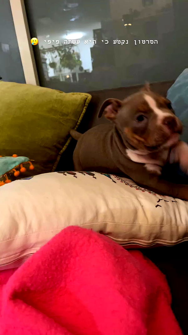 kesemgreenyer archive video preview