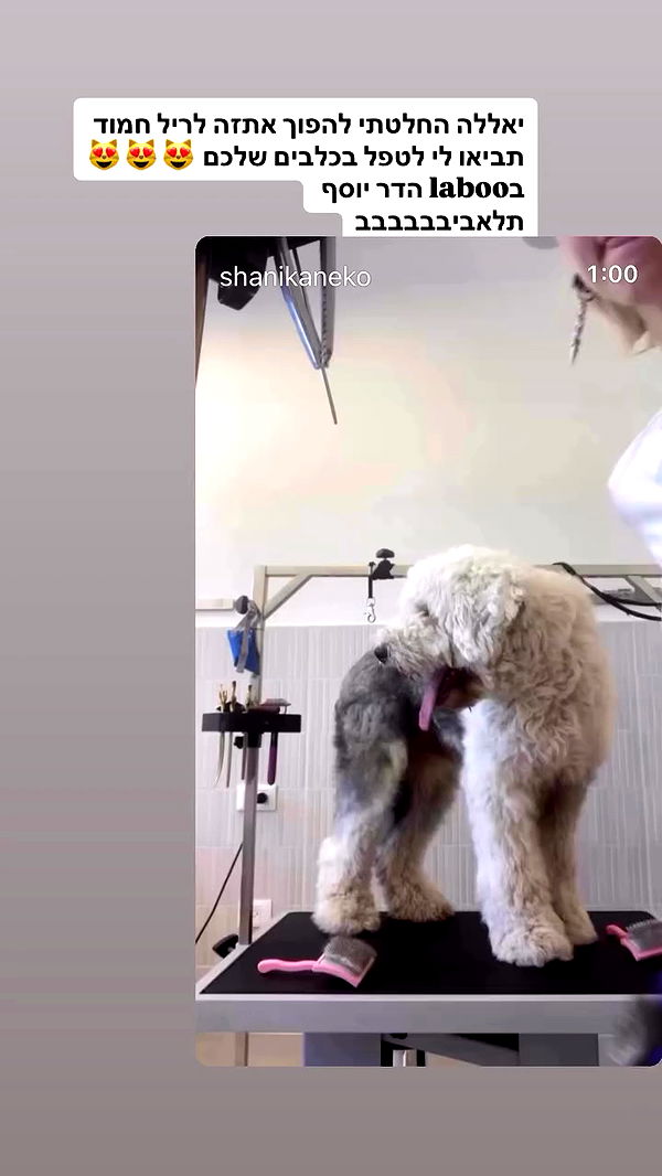 shanikaneko archive video preview