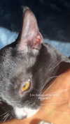 sydney_melman Altpins Profile Picture