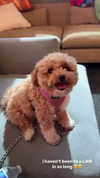 pokimanelol Altpins Profile Picture
