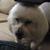 roseasmrofficial Altpins Profile Picture