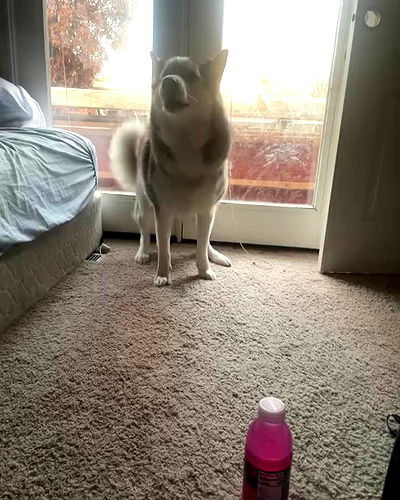 _animechika_ _animechika_ archive video