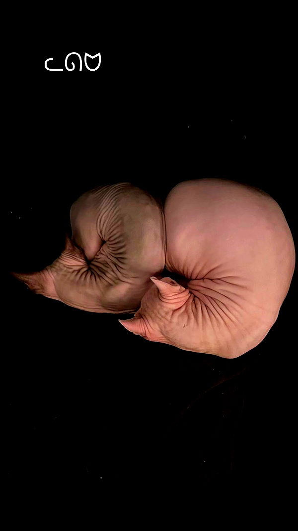 dustheadd archive video preview