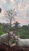 liiuuarr Altpins Profile Picture
