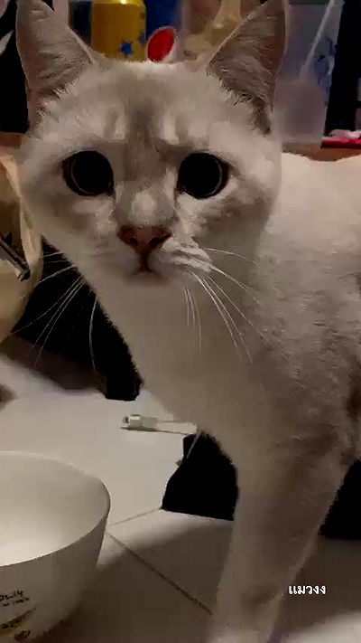 oqr0_ oqr0_ archive video