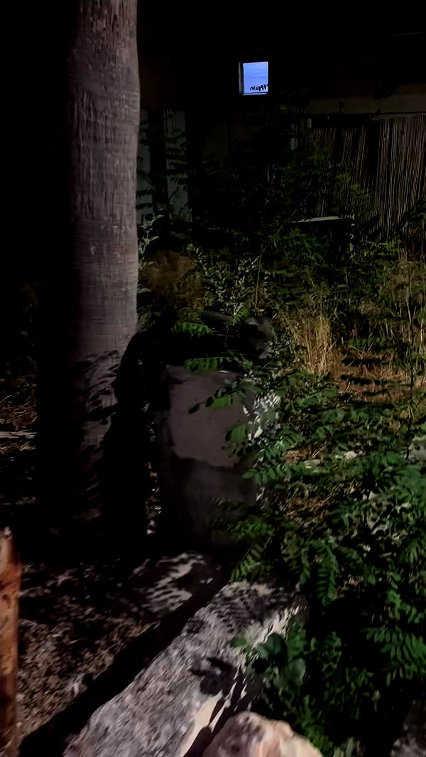 _shaybar._ archive video preview