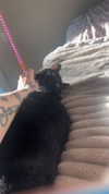 charleygrayyy Altpins Profile Picture