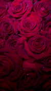 diana_tal_ Altpins Profile Picture