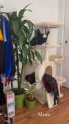 sydney_melman Altpins Profile Picture