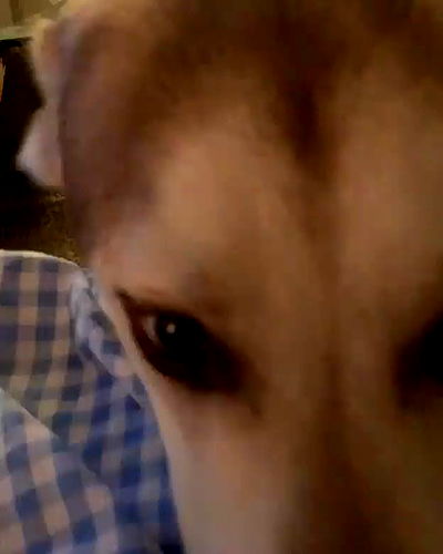 dracuina dracuina archive video