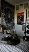 estr3iia Altpins Profile Picture