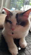 pixieonyxx Altpins Profile Picture