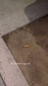 sydney_melman Altpins Profile Picture