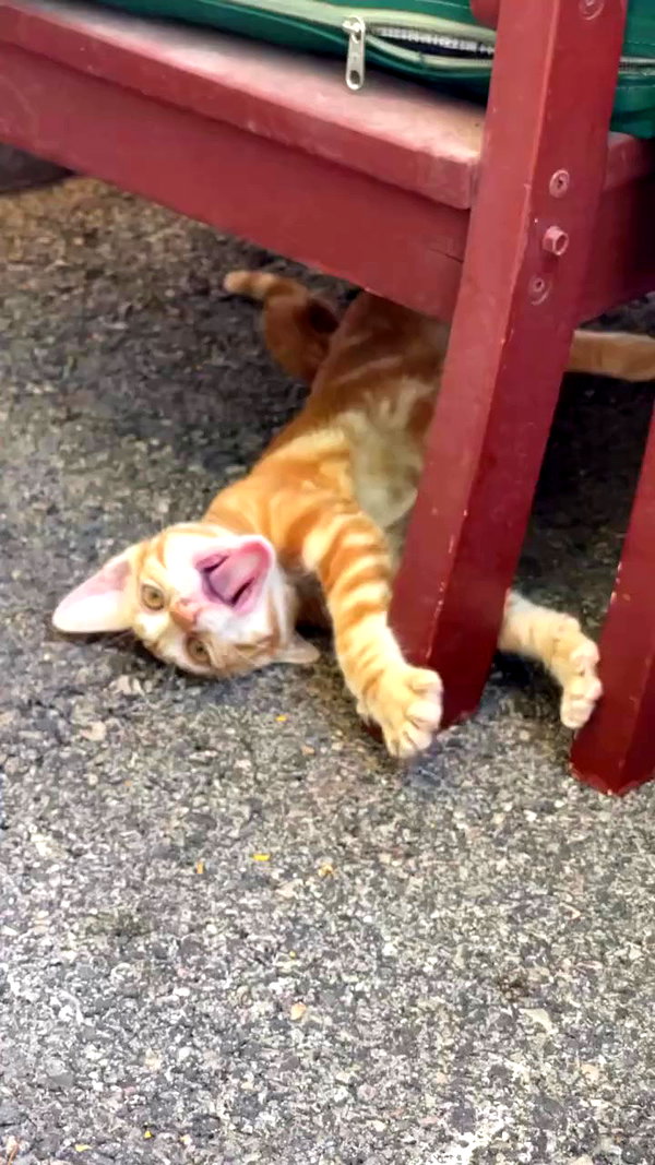 v.e.r.o._.n.i.c.a archive video preview