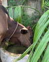 alenittta Altpins Profile Picture