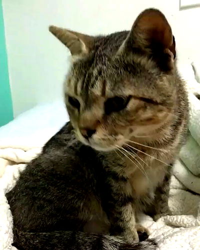 kesemgreenyer kesemgreenyer archive video