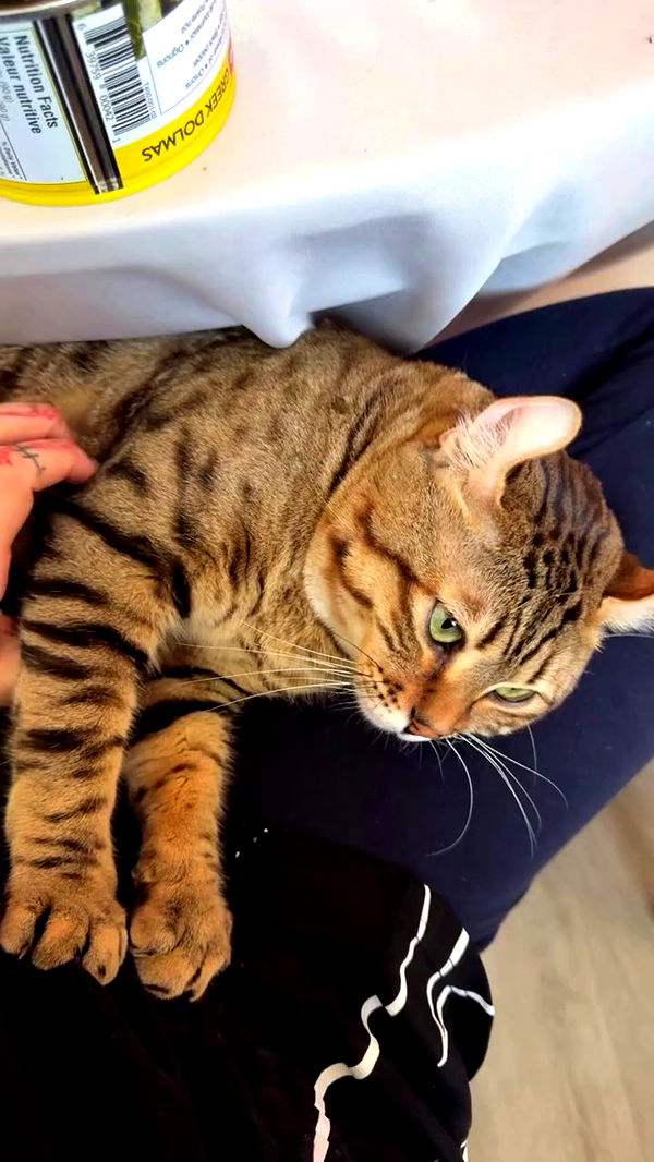 laurinchhhe archive video preview