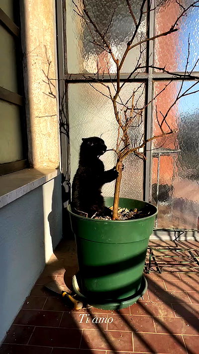 aekamee aekamee archive video