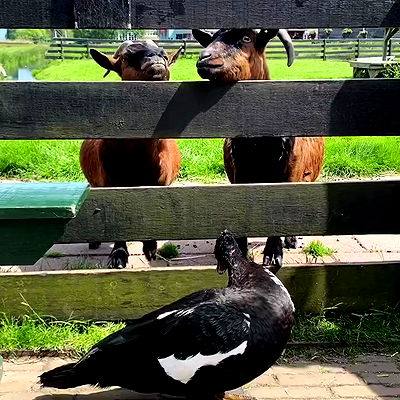 yam_adler yam_adler archive video