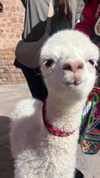 romy.benshushan Altpins Profile Picture