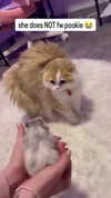 pockycatt Altpins Profile Picture