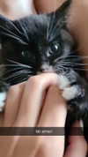 perfexiia Altpins Profile Picture