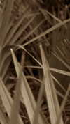 taylorswift Altpins Profile Picture