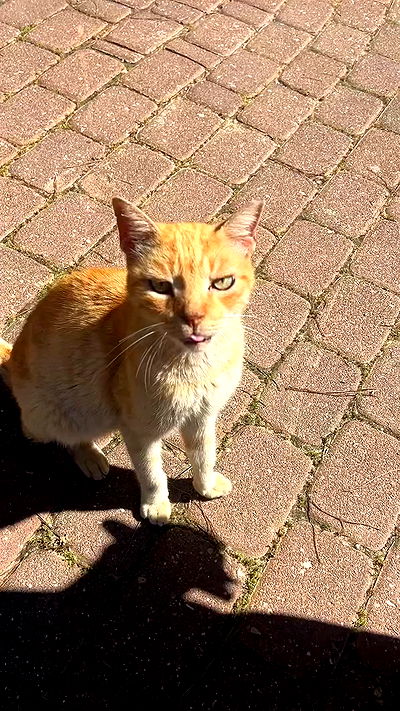 laluzone laluzone archive video