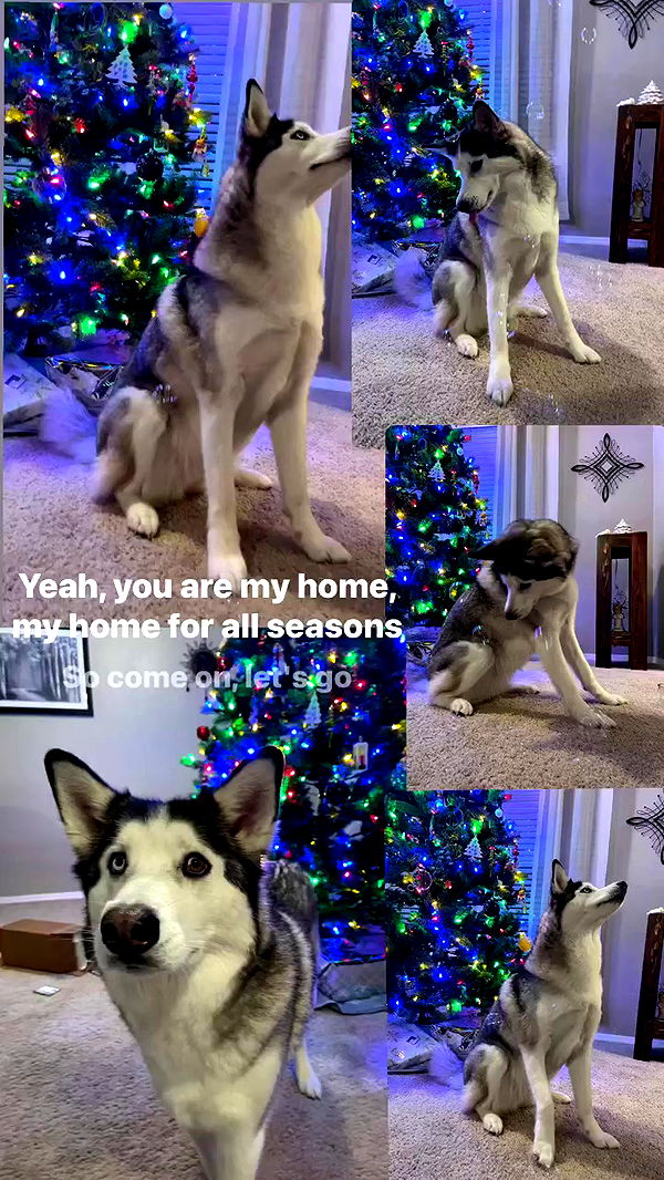 _animechika_ archive video preview