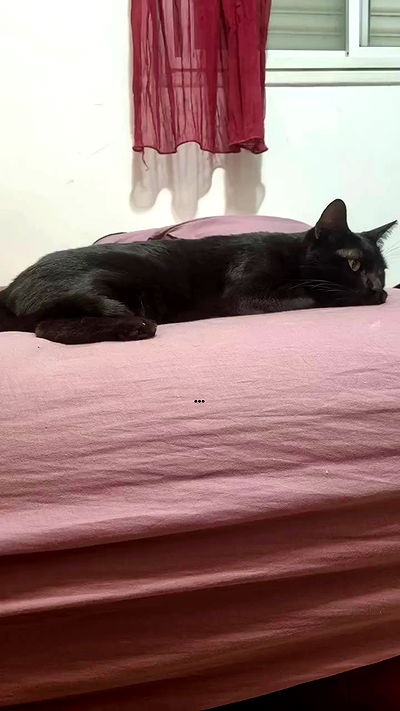 shayli_or shayli_or archive video