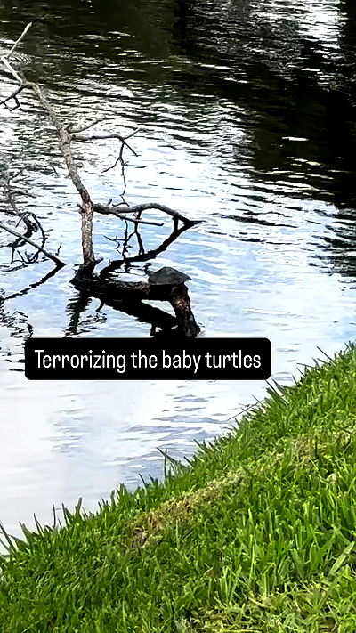 llilbby llilbby archive video