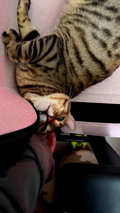 laurinchhhe laurinchhhe archive video