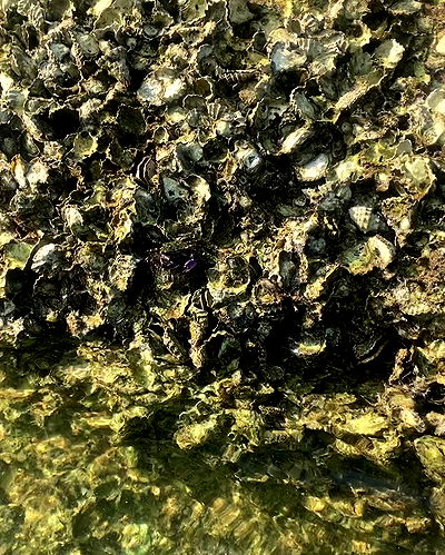 yam_adler yam_adler archive video