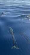 elena.zbt Altpins Profile Picture