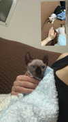 misslovedogs Altpins Profile Picture