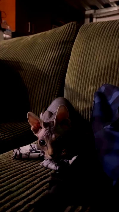 zommmbri zommmbri archive video