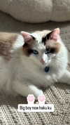 pixieonyxx Altpins Profile Picture