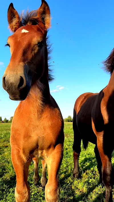 carolinezalog carolinezalog archive video