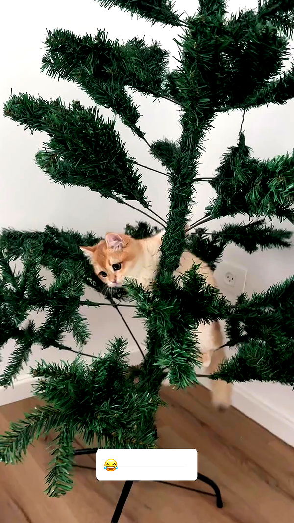 itsilanosh archive video preview