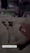 pixieonyxx Altpins Profile Picture