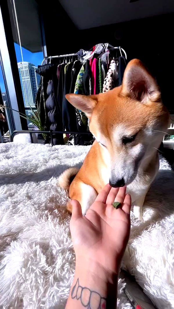 zommmbri archive video preview