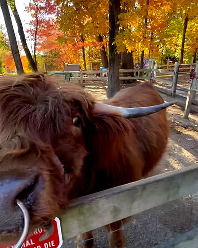 v.qx v.qx archive video