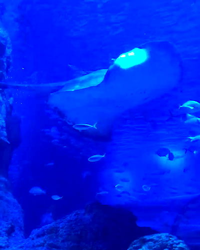 piper.jaylen piper.jaylen archive video