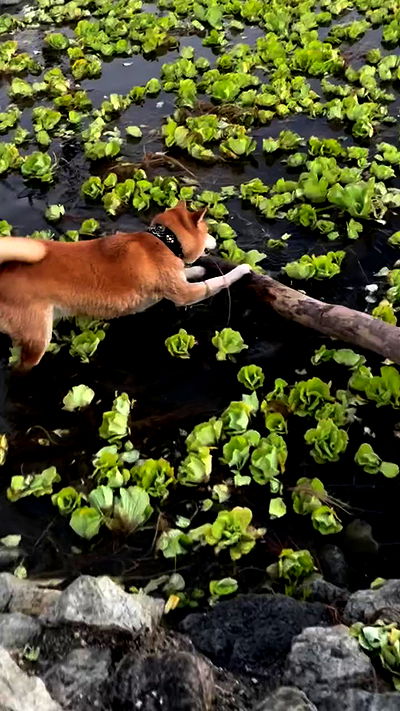 zommmbri zommmbri archive video