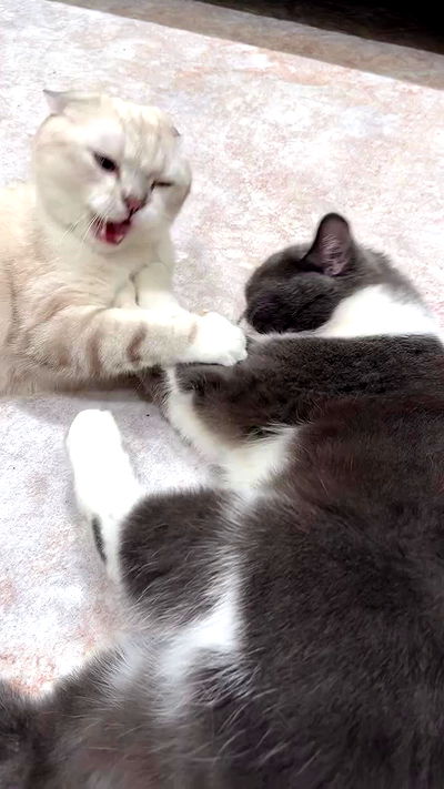 minaxash minaxash archive video